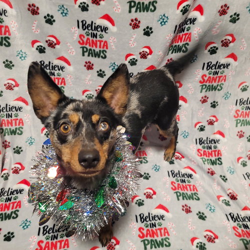 PEDICO - Australian Shepherd available for adoption