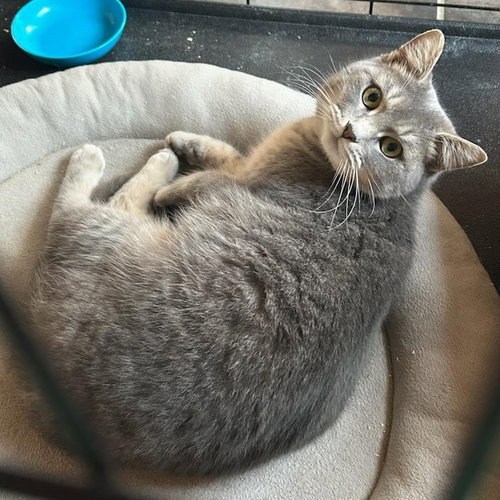 Fish, an adoptable Domestic Short Hair in FAIRLAWN, OH
