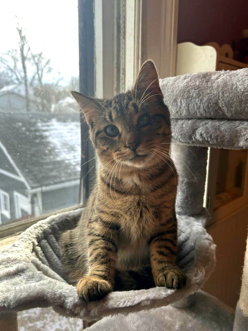 Bode, an adoptable Domestic Short Hair in FAIRLAWN, OH