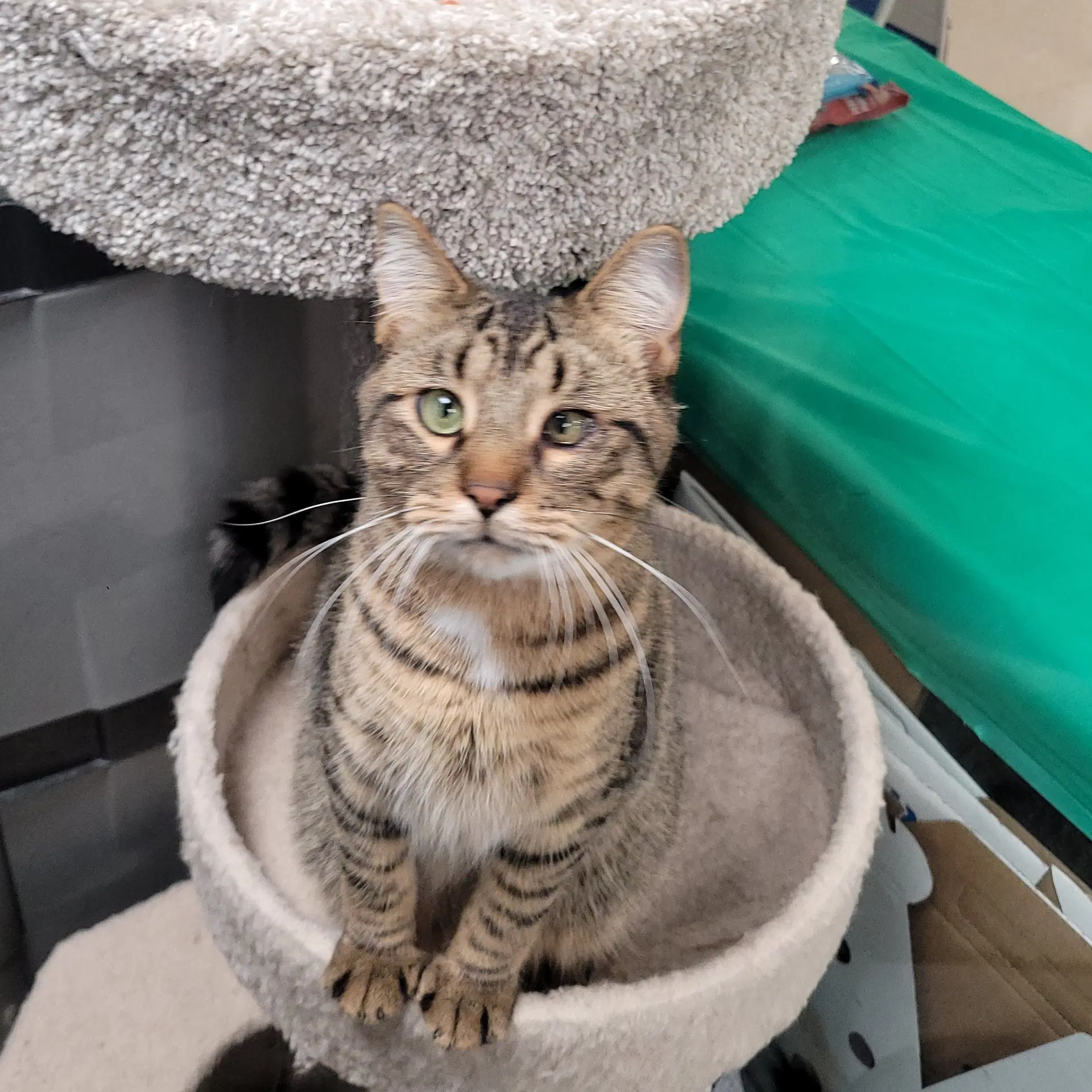 Bode - Domestic Short Hair