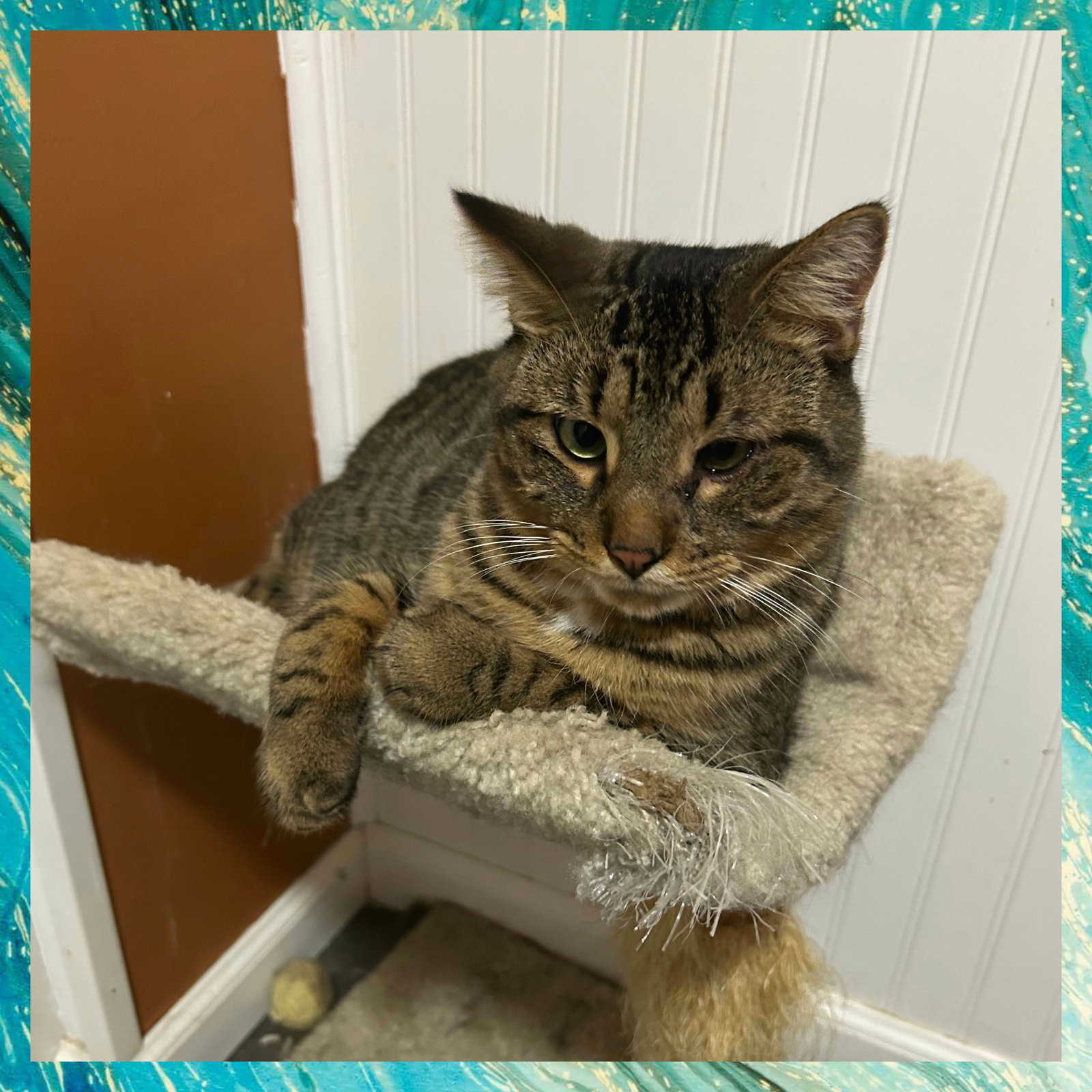 Bode, Domestic Short Hair