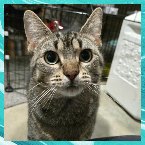 11/1/2024, Adult Domestic Short Hair / Mixed (short coat), cat for adoption in Warren, Ohio