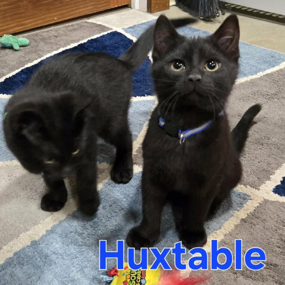 Cosby Kittens - HUXTABLE Image