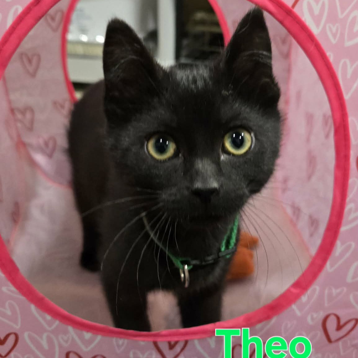 Cosby Kittens - THEO Image