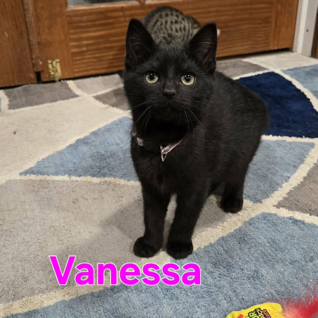 Cosby Kittens - VANESSA Image