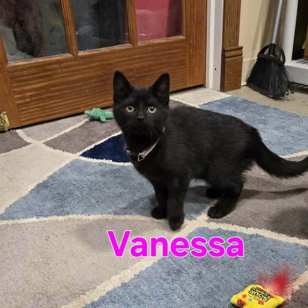Cosby Kittens - VANESSA