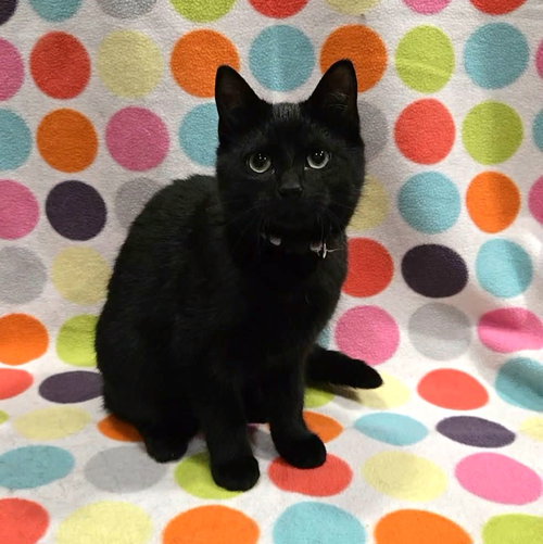 Cosby Kittens - VANESSA, an adoptable Domestic Short Hair in FAIRLAWN, OH