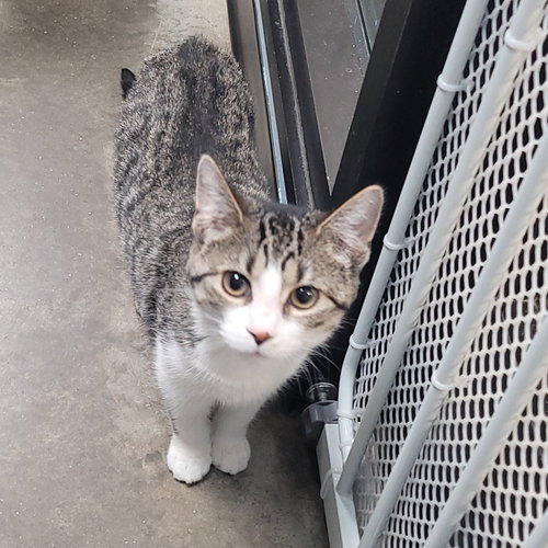 Tabby  PENDING ADOPTION, an adoptable Domestic Short Hair in FAIRLAWN, OH