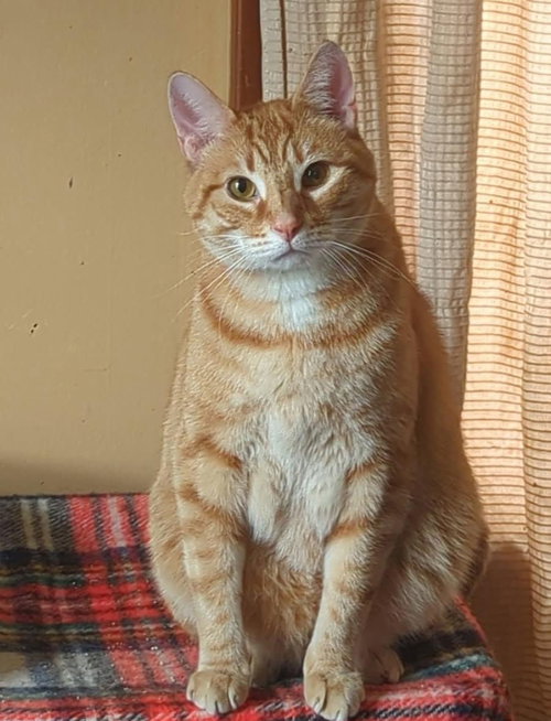 Tommy, an adoptable Domestic Short Hair in FAIRLAWN, OH