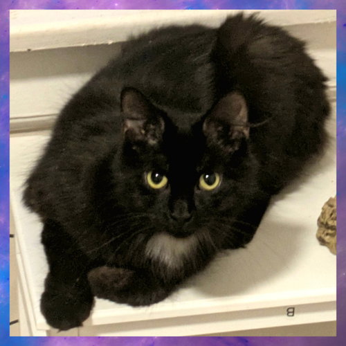 Little Lady, an adoptable Domestic Medium Hair in FAIRLAWN, OH