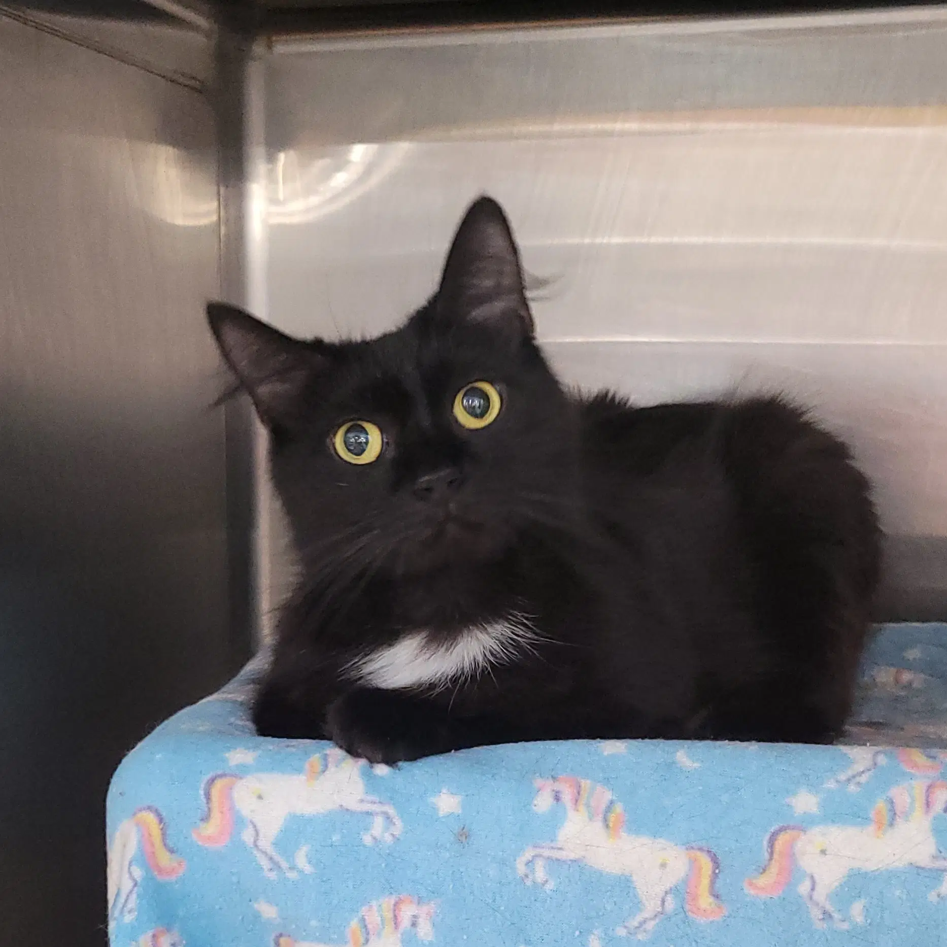 Little Lady - Domestic Medium Hair