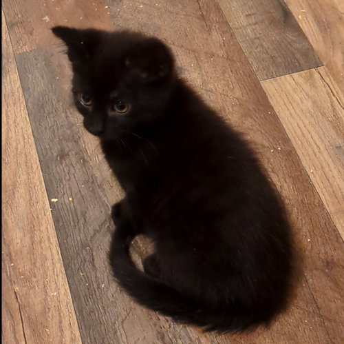 Squeakers, an adoptable Domestic Short Hair in FAIRLAWN, OH