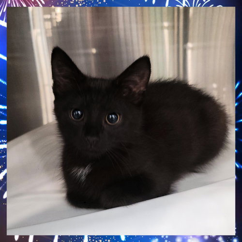 Squeakers, Baby Domestic Short Hair / Mixed (short coat), cat for adoption in Fairlawn, Ohio
