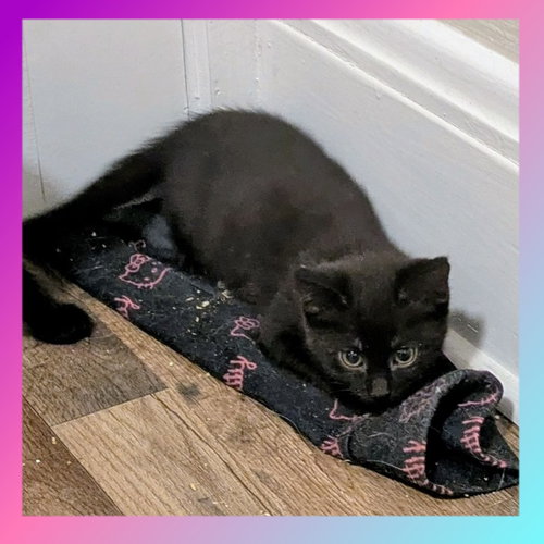 Ludahiss, an adoptable Domestic Short Hair in FAIRLAWN, OH