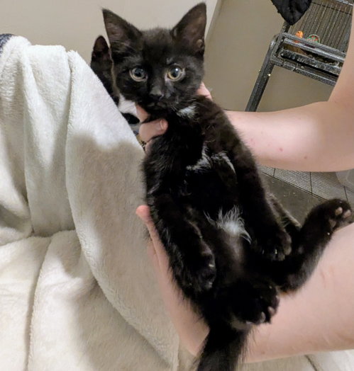 Young Girl, an adoptable Domestic Short Hair in FAIRLAWN, OH