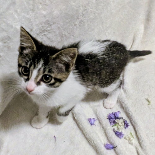Lucky, an adoptable Domestic Short Hair in FAIRLAWN, OH
