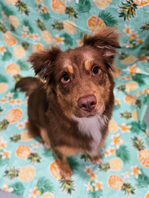Frankie, an adoptable Border Collie in FAIRLAWN, OH