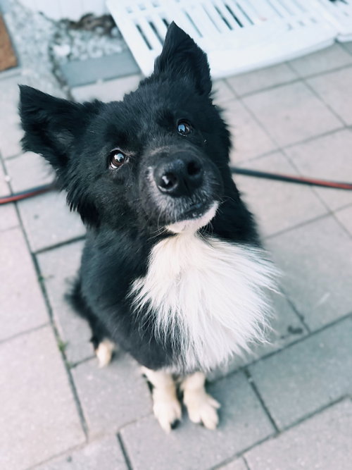 Riggs, an adoptable Border Collie in FAIRLAWN, OH