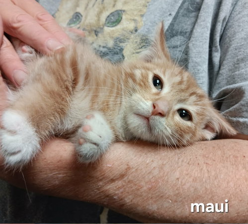 Maui photo 2