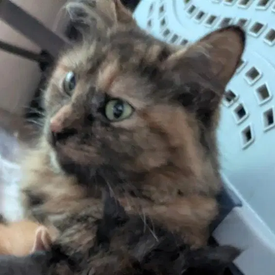 Pastel - Domestic Medium Hair