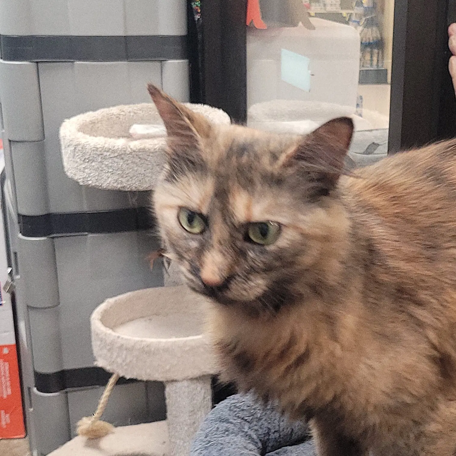 Pastel image 3