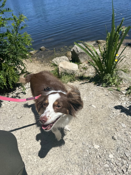 Honey, an adoptable Australian Shepherd in FAIRLAWN, OH
