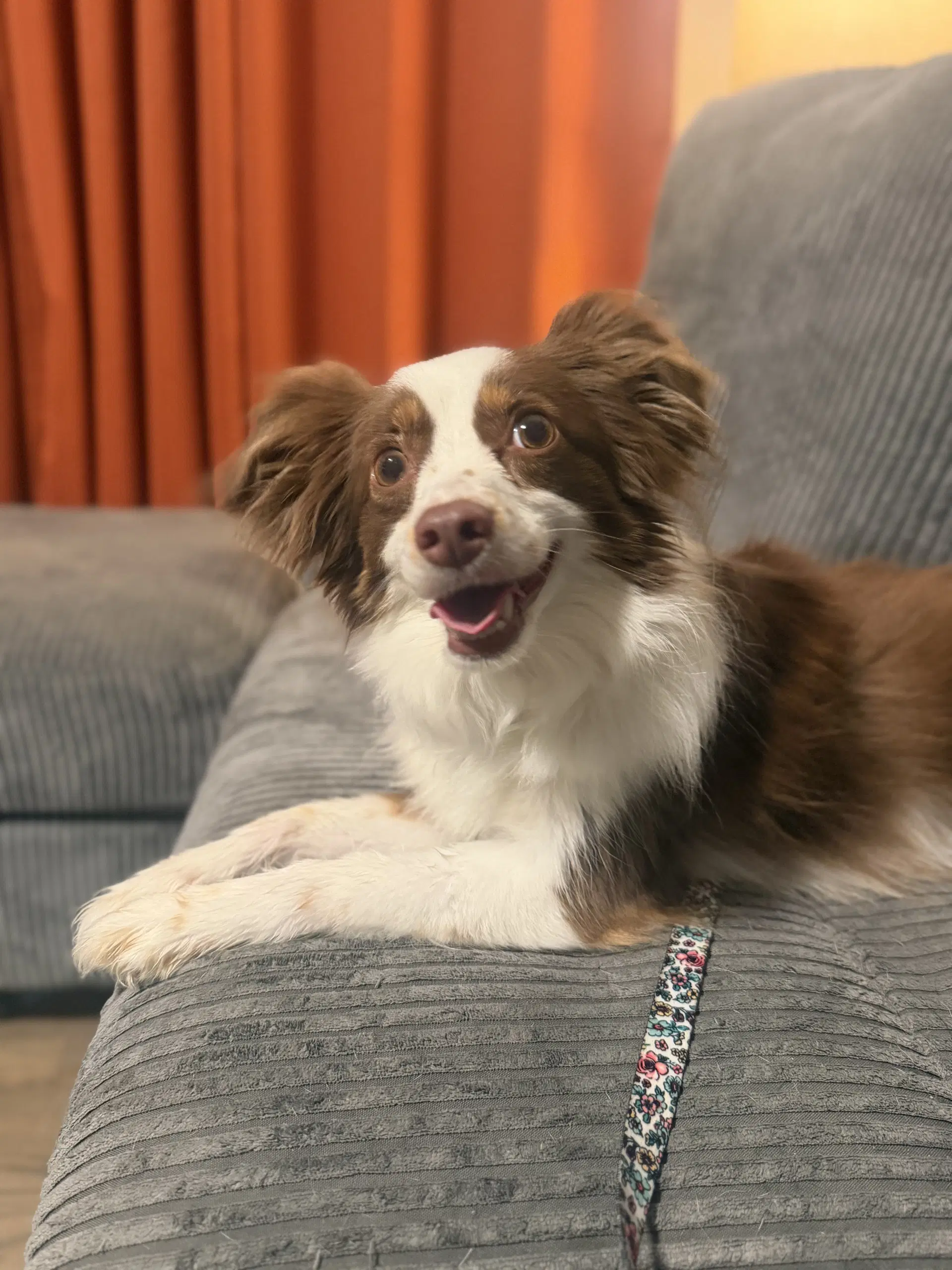 Honey - Australian Shepherd