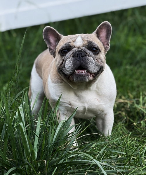 Rosie