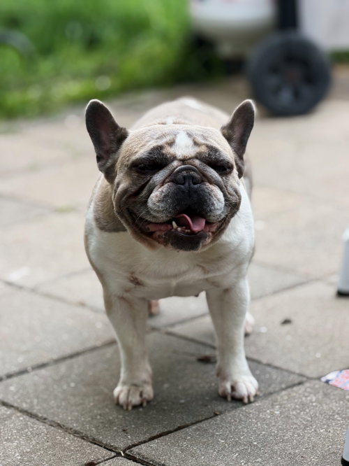 Rosie photo 2