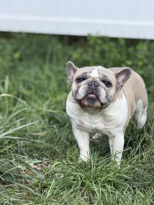 Rosie photo 3