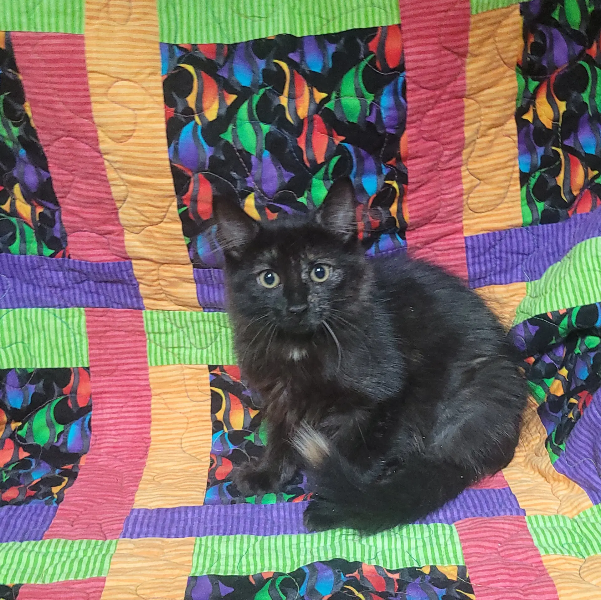 R Litter - Rylee - Domestic Medium Hair