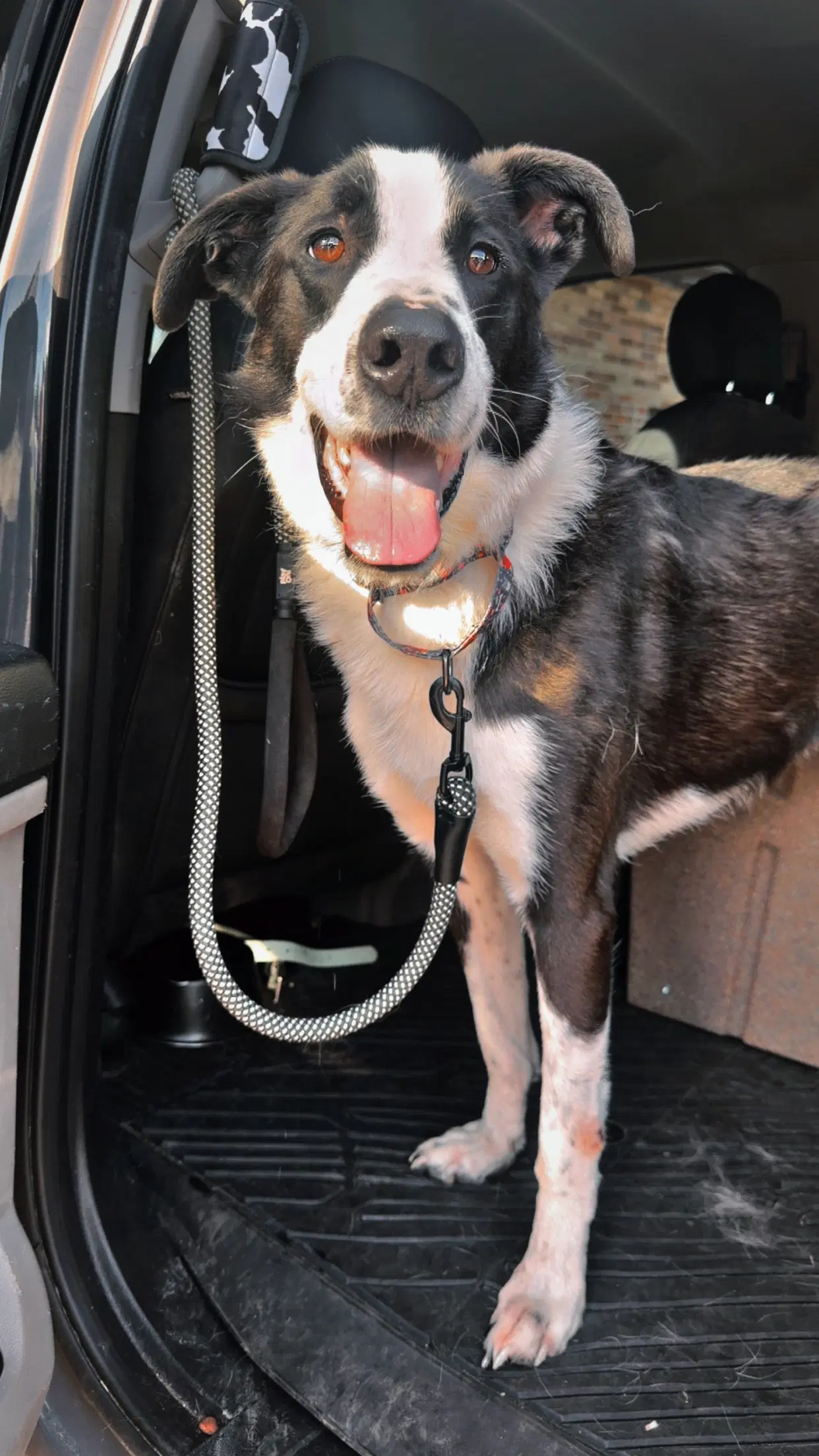 Bodhi - Great Pyrenees