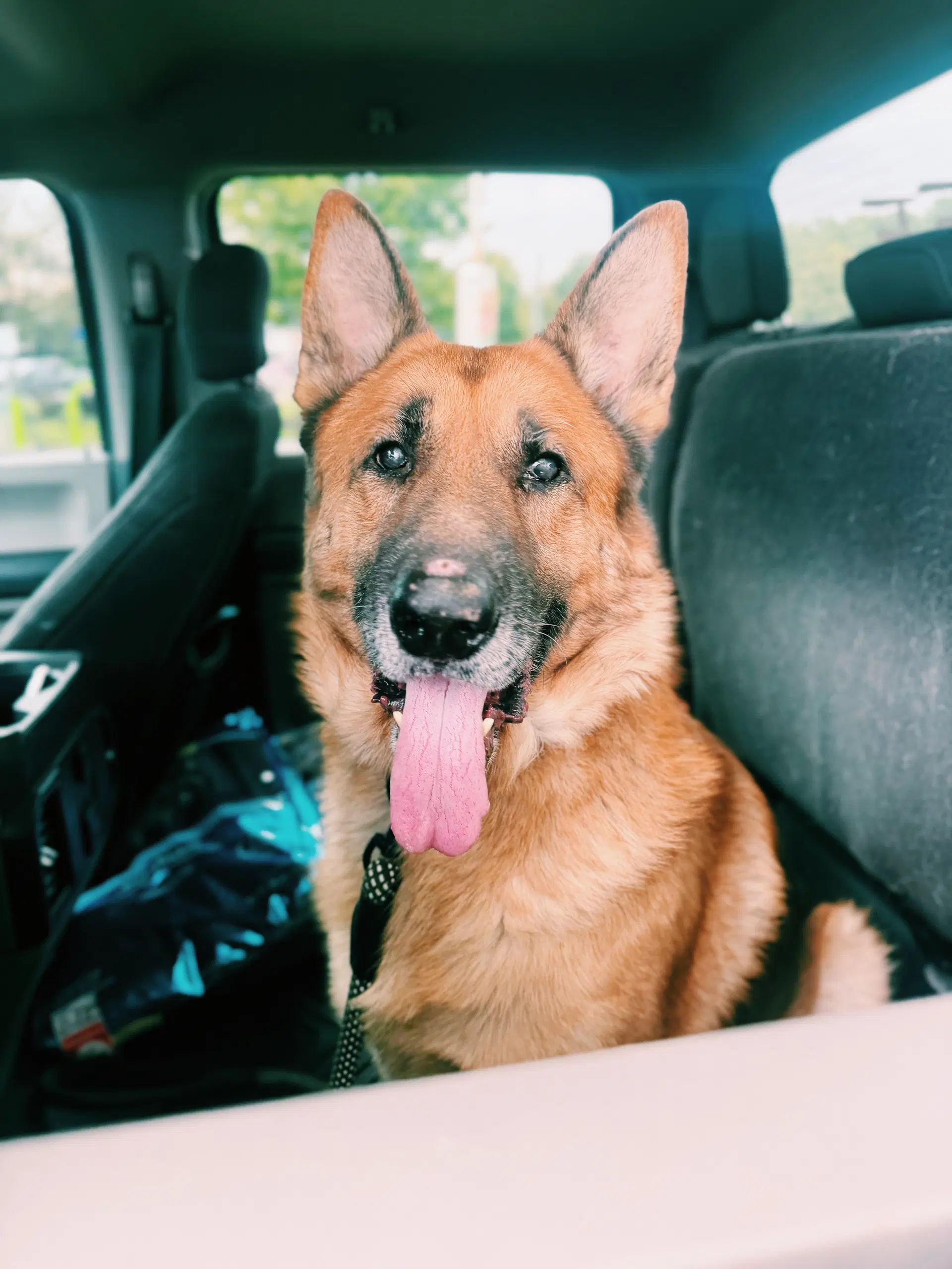 Ruger - German Shepherd Dog