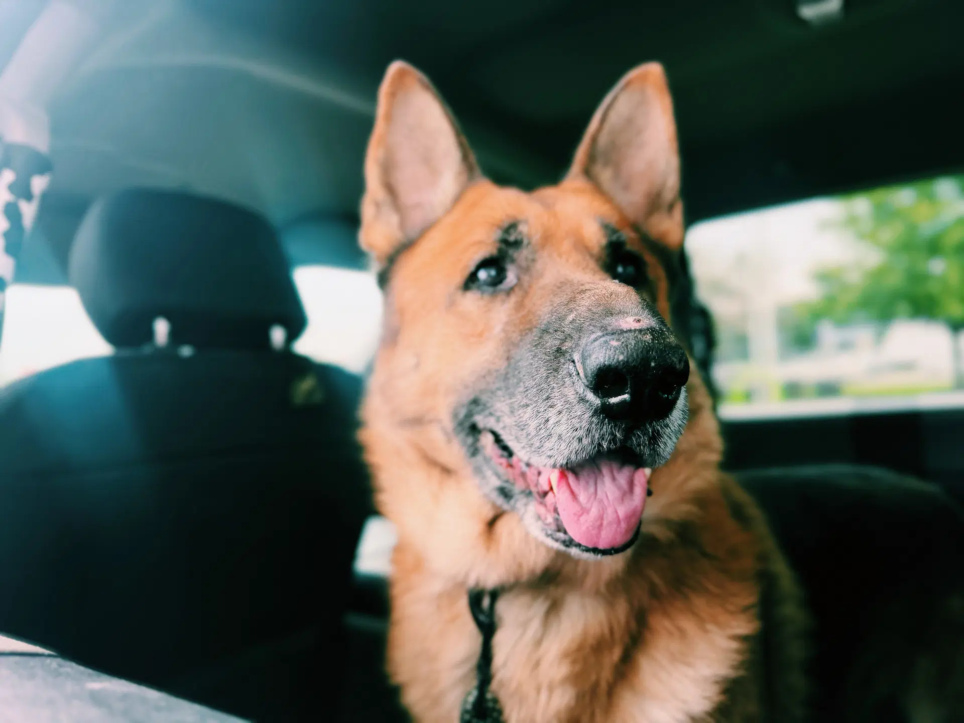 Ruger image 2
