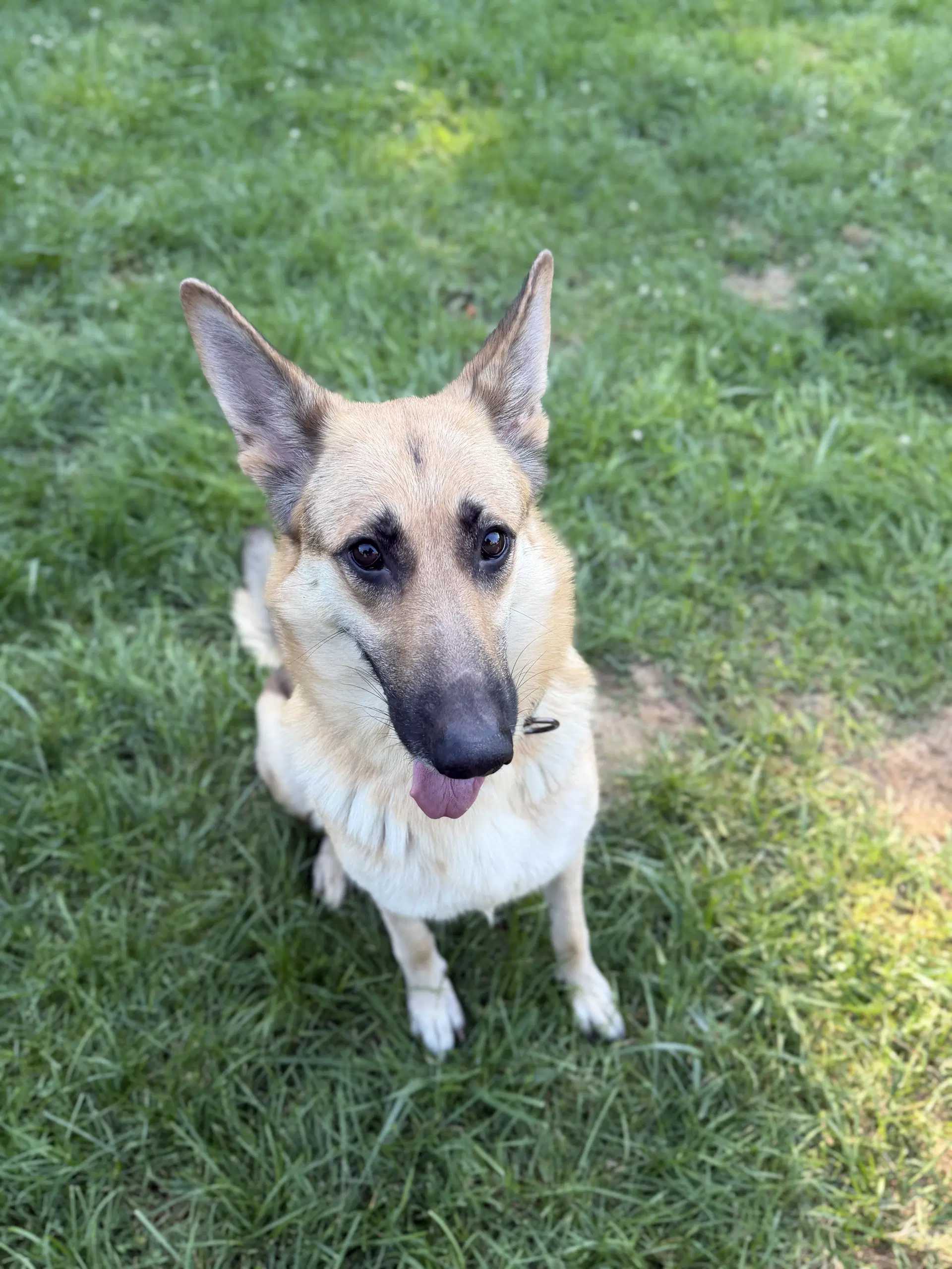 Remington - German Shepherd Dog