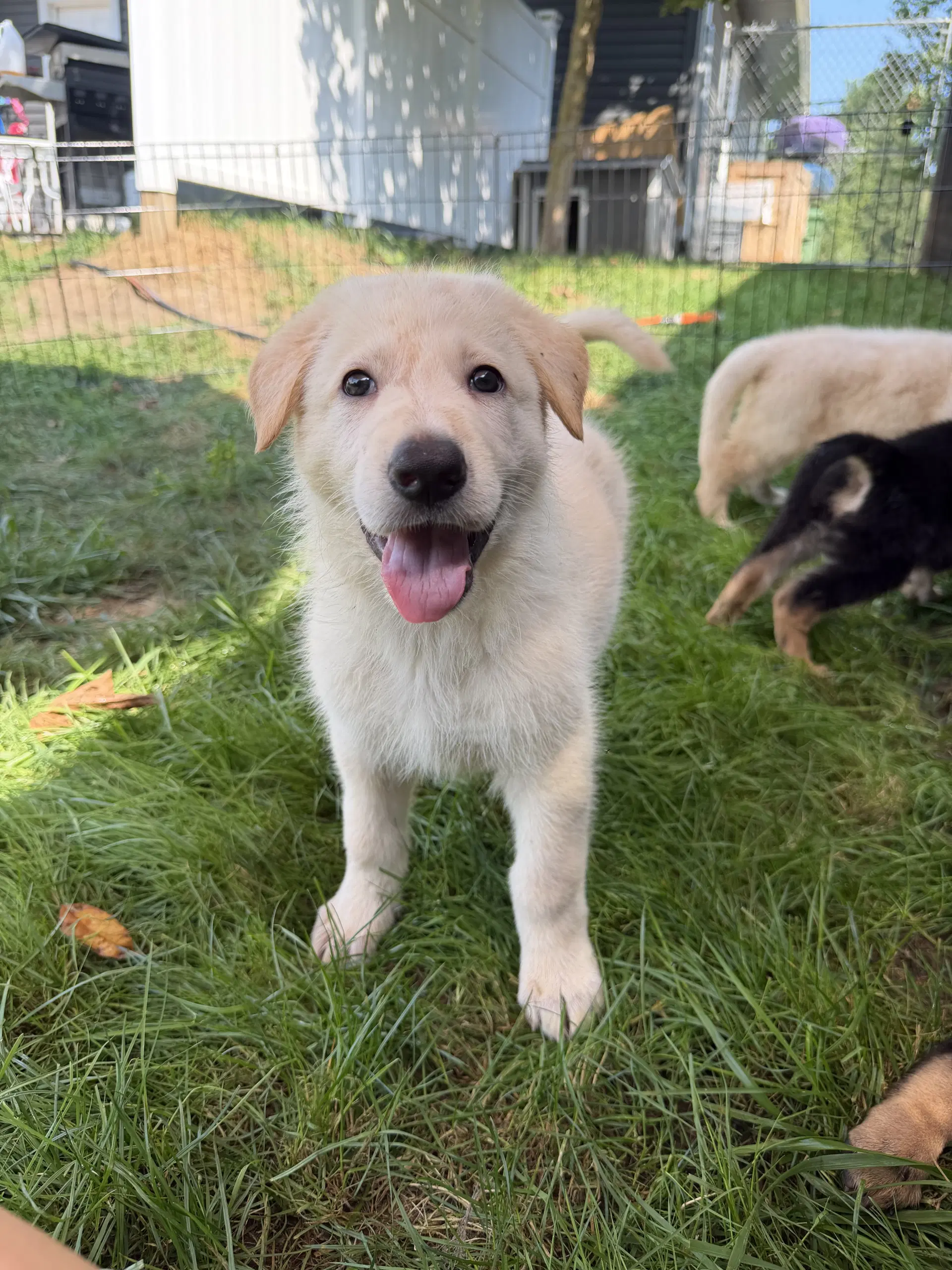 Wesson - Puppy - German Shepherd Dog