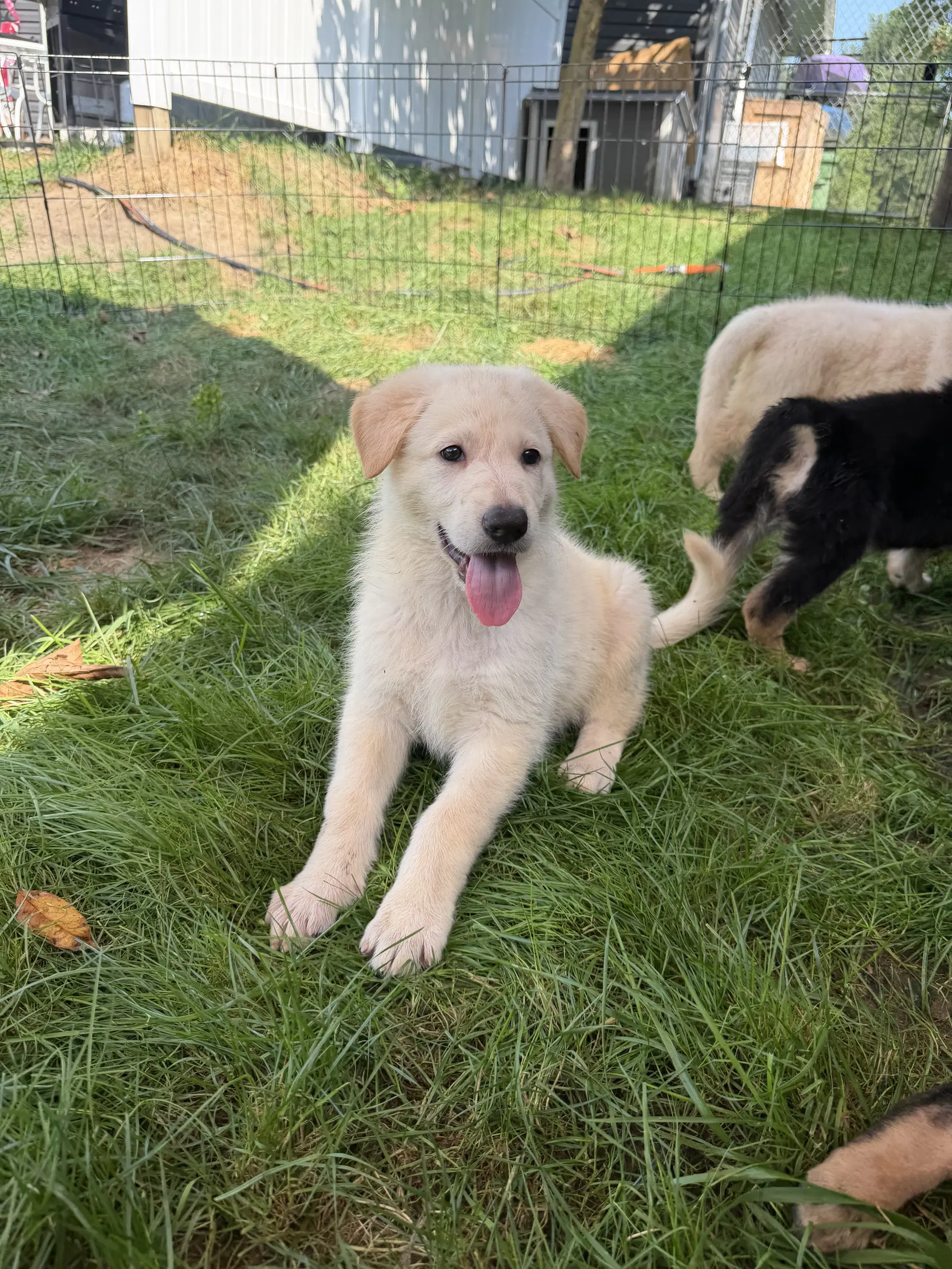 Wesson - Puppy image 2