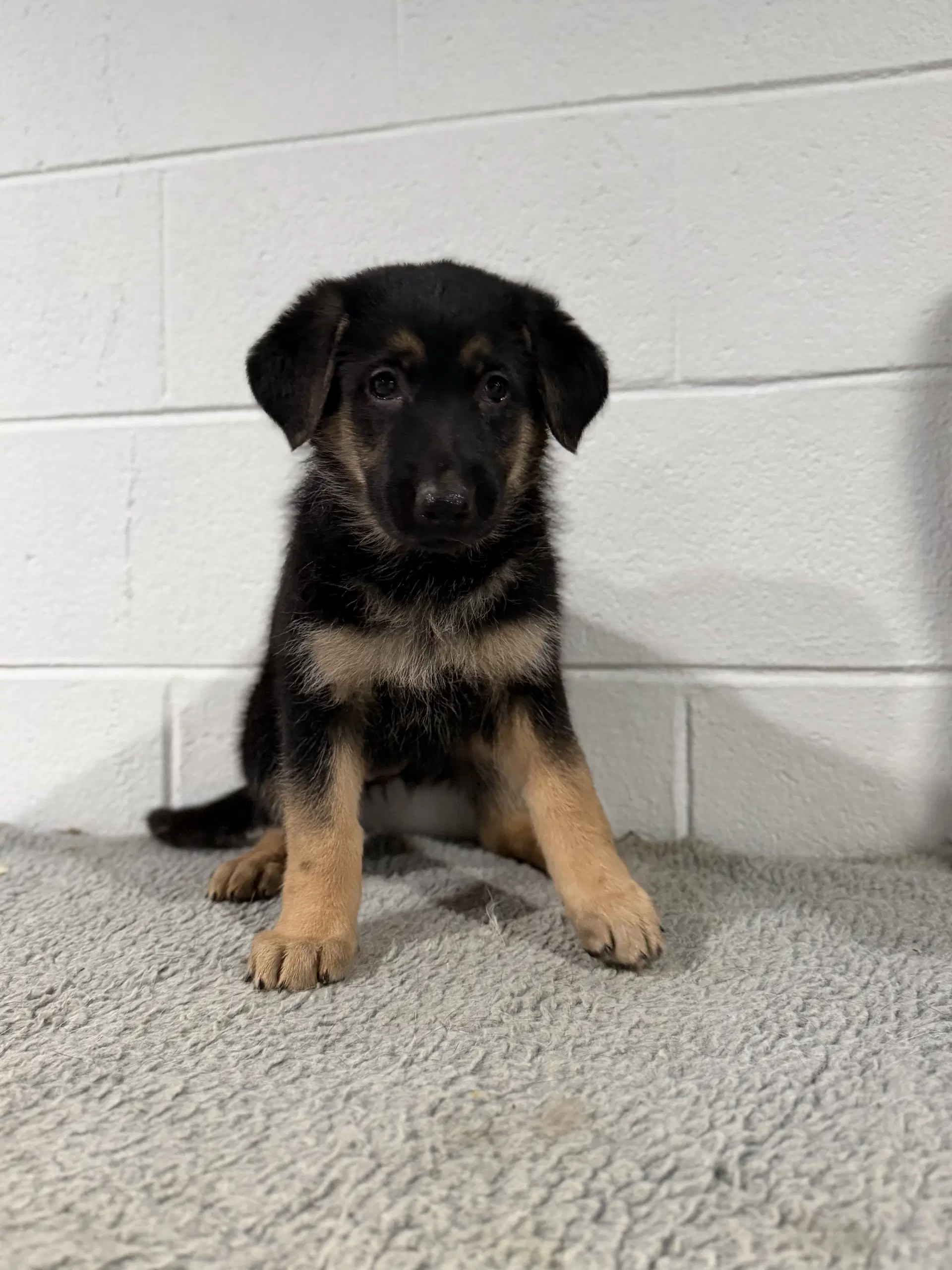 Winchester- Puppy image 2