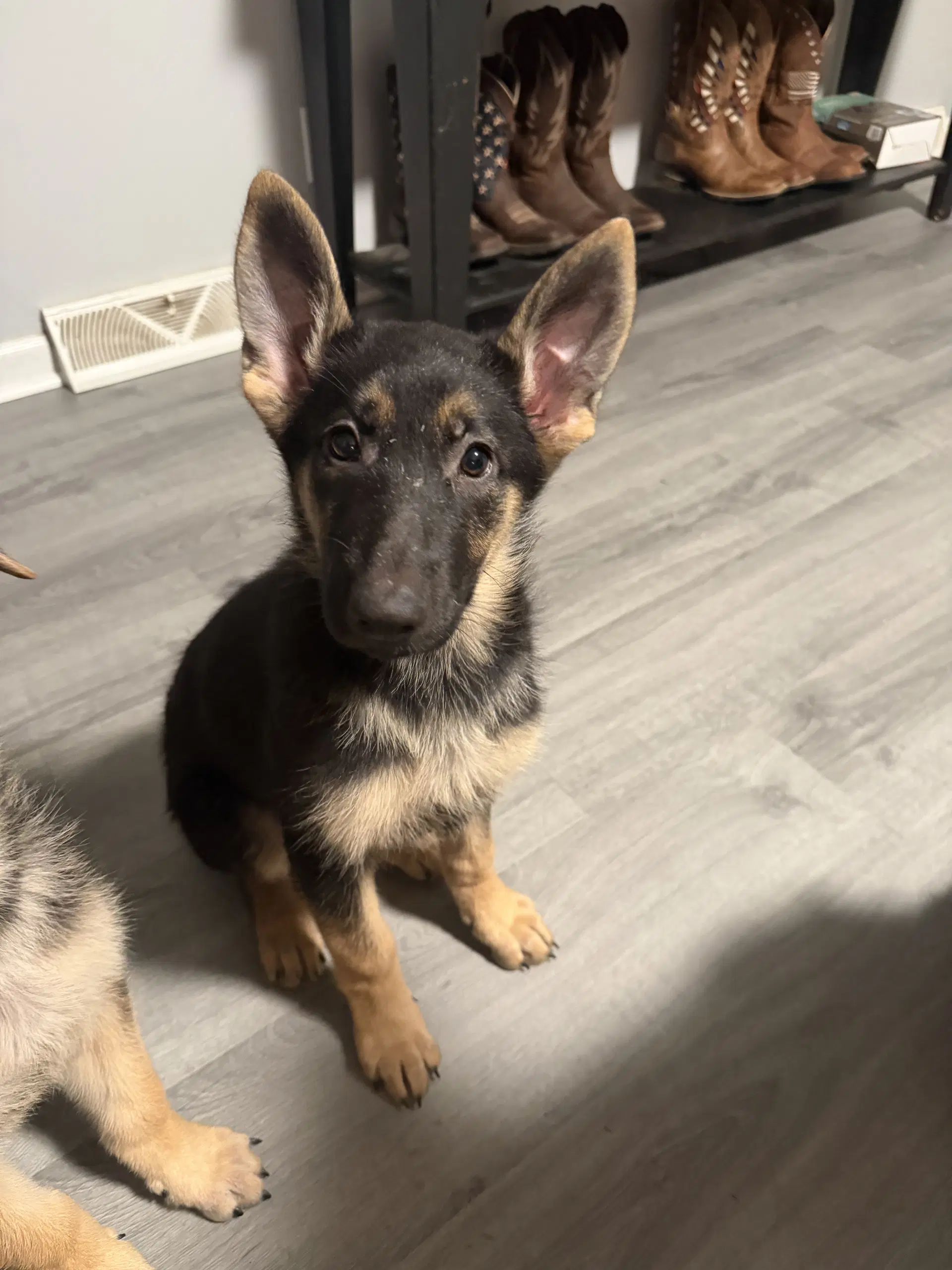 Winchester- Puppy image 3