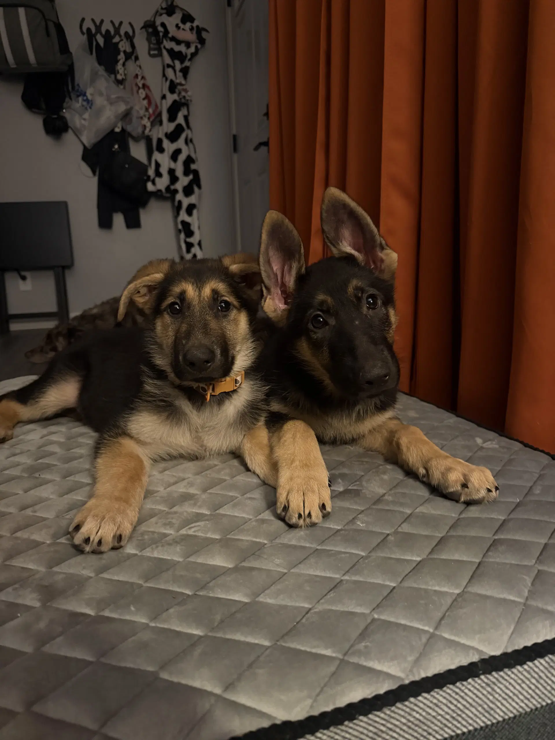 Winchester- Puppy image 4