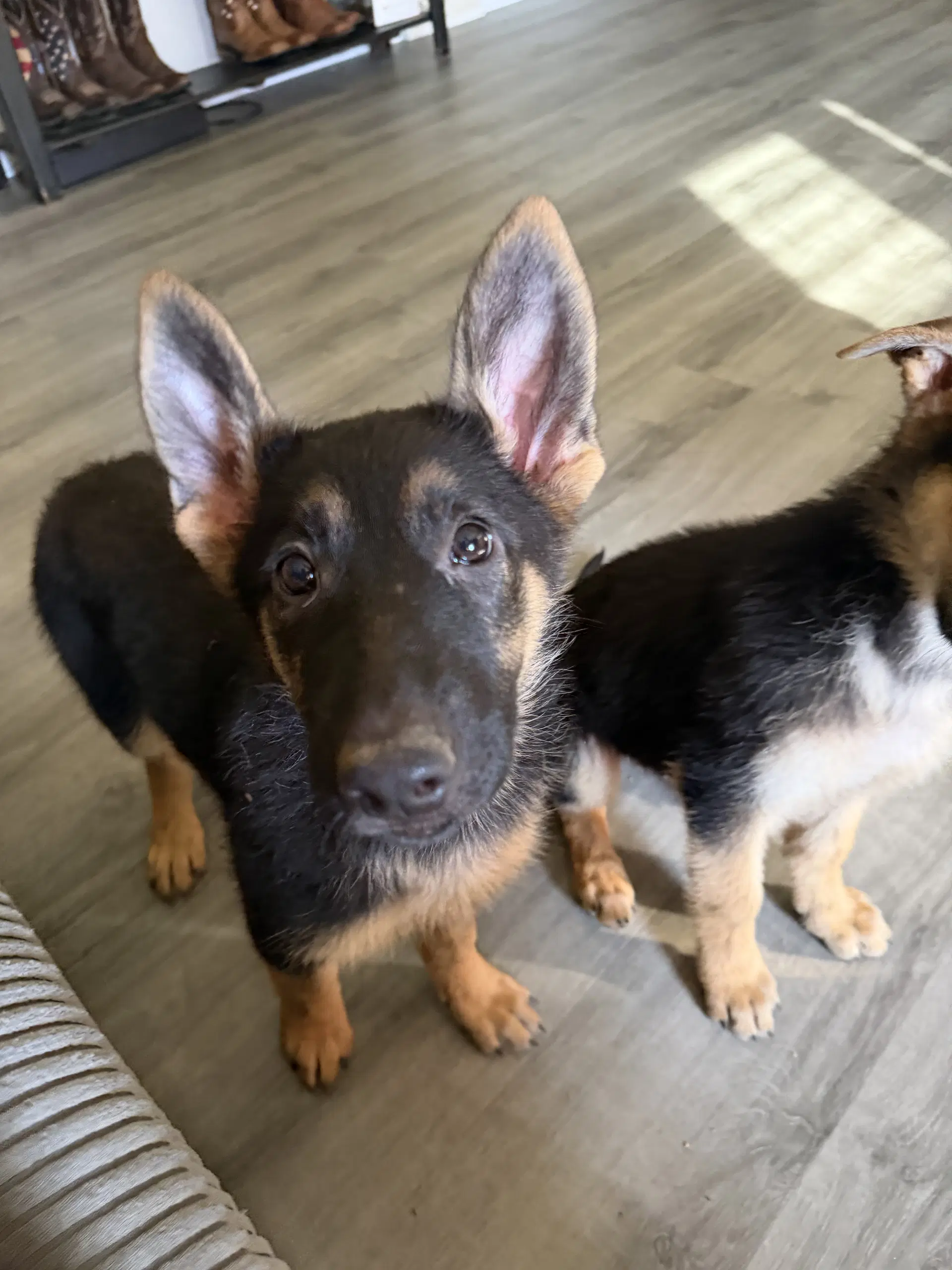 Winchester- Puppy - German Shepherd Dog
