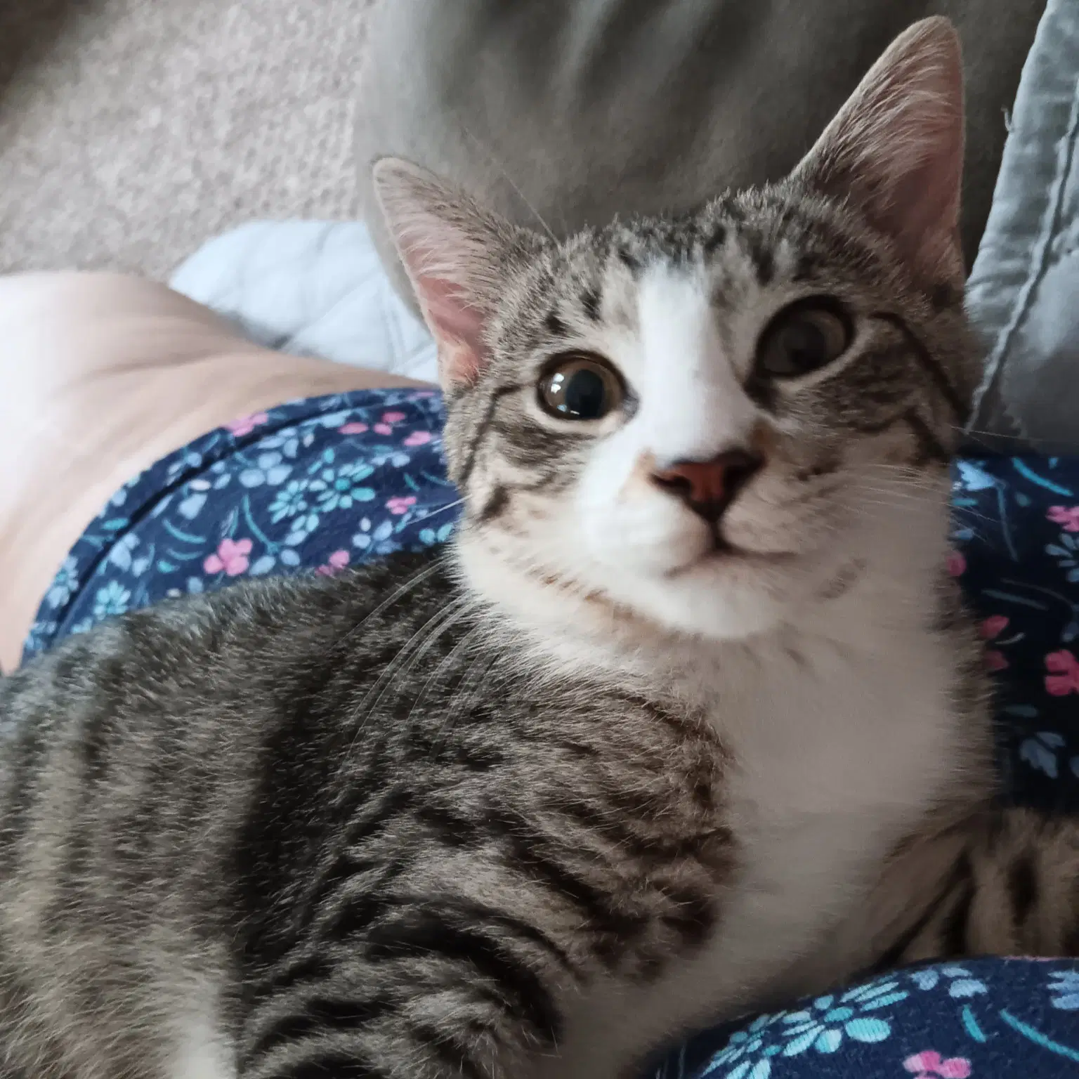Snuggles - Domestic Short Hair