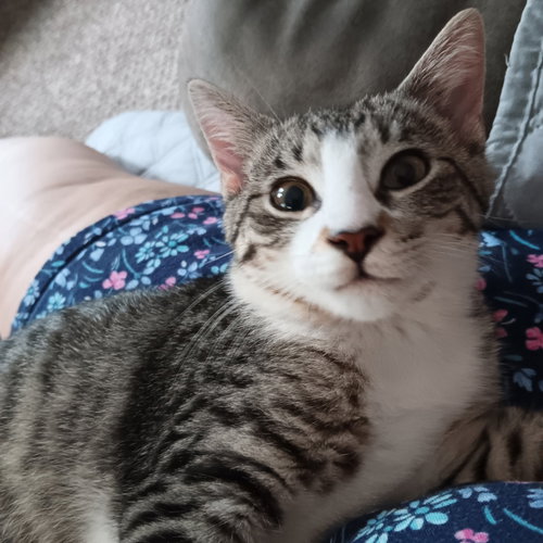 Cuddles, a cat for adoption from AJ's Search & Rescue