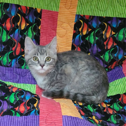 Sesame street - Bertha, a cat for adoption from AJ's Search & Rescue