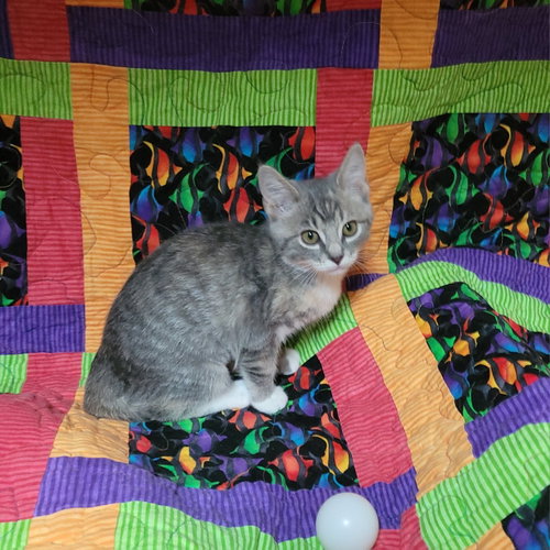 Photo 2 of Sesame street - Bertha