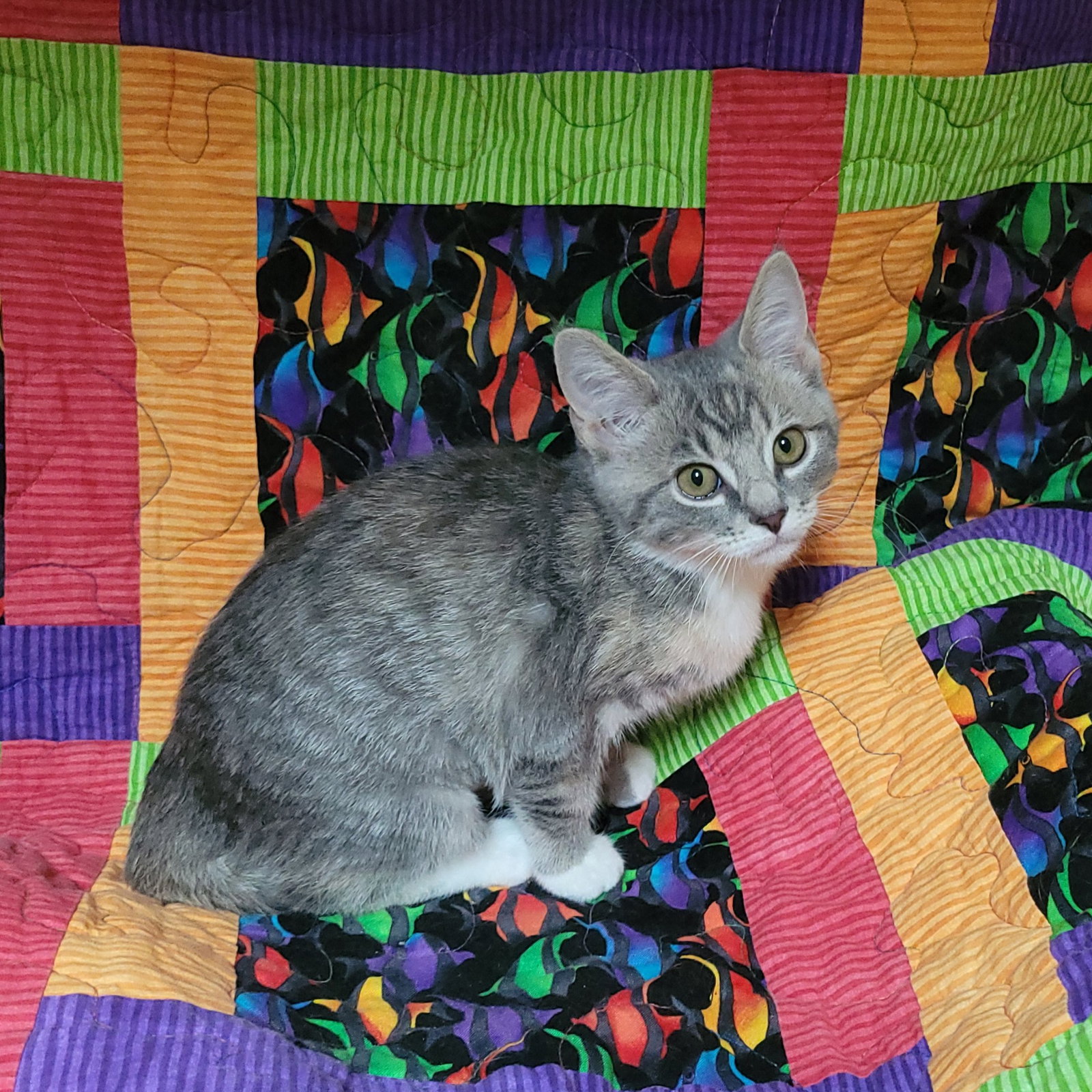 Sesame street - Bertha, photo 3