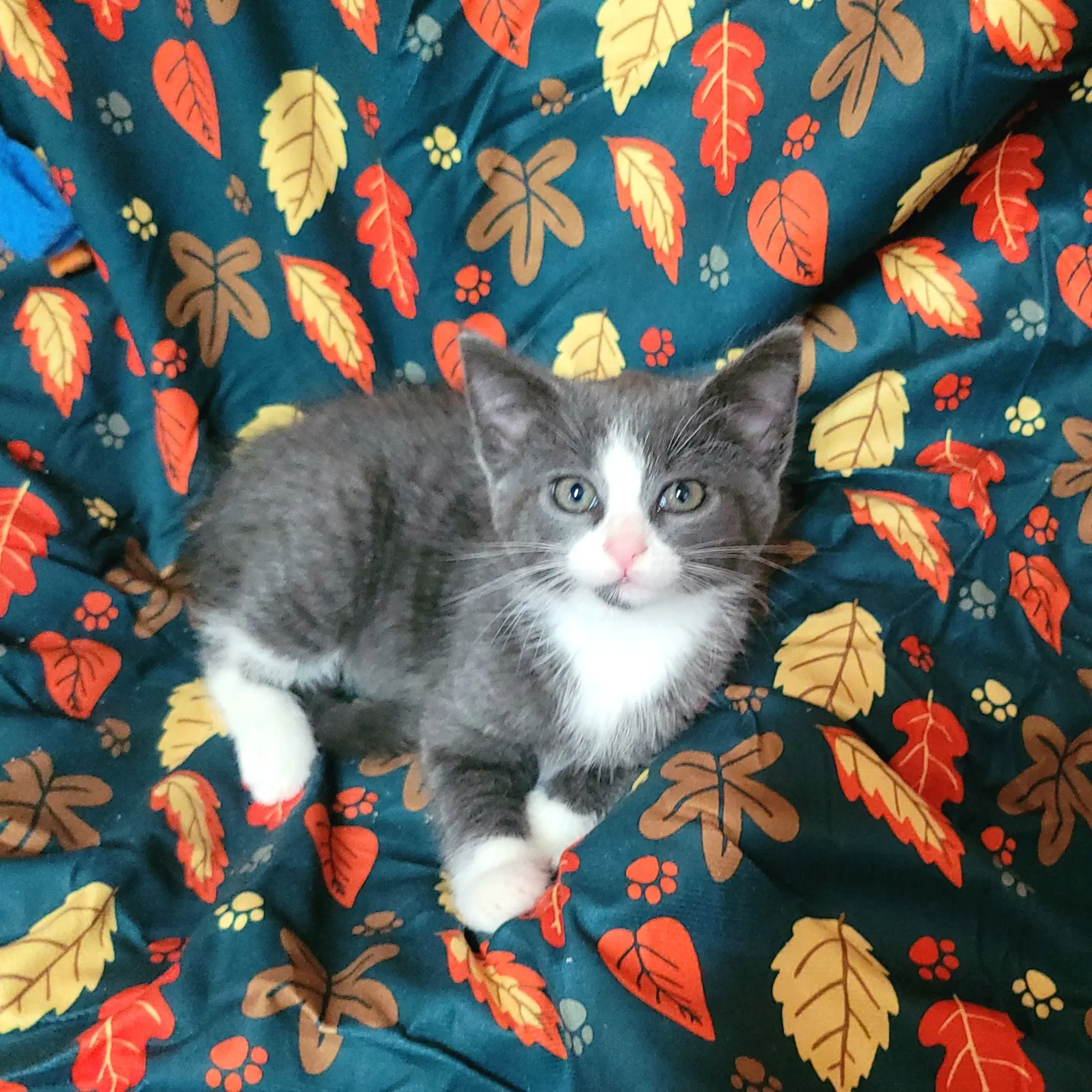 Gandalf - Domestic Short Hair