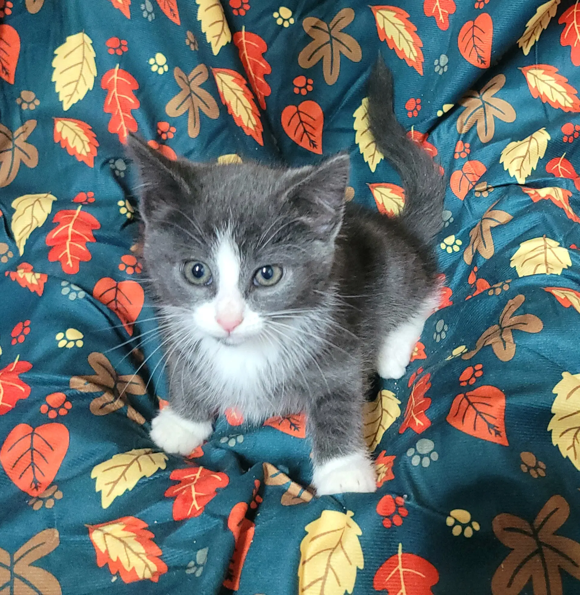 Gandalf image 2