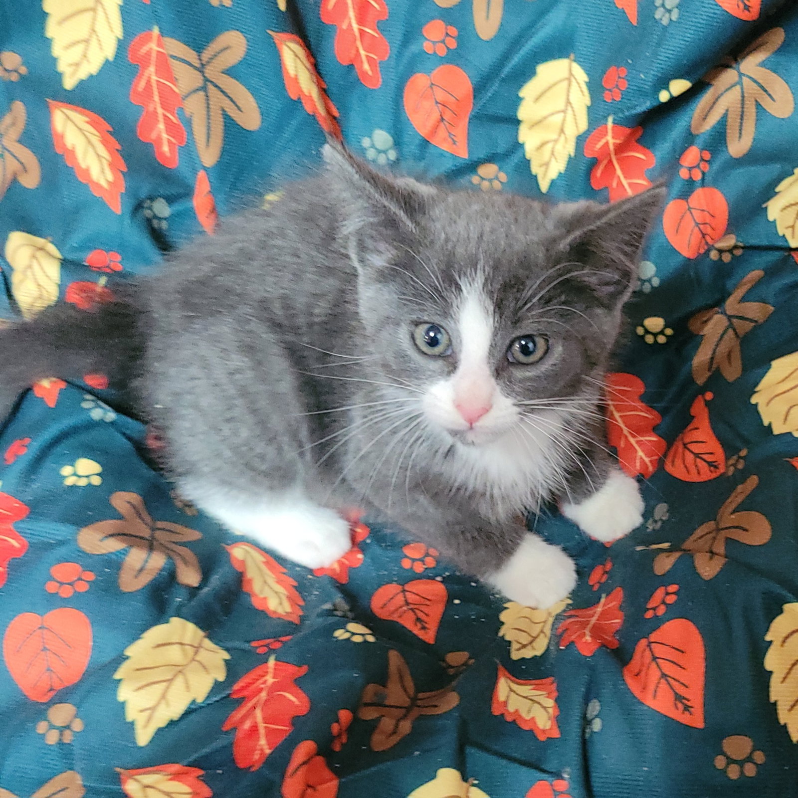 Gandalf, photo 3