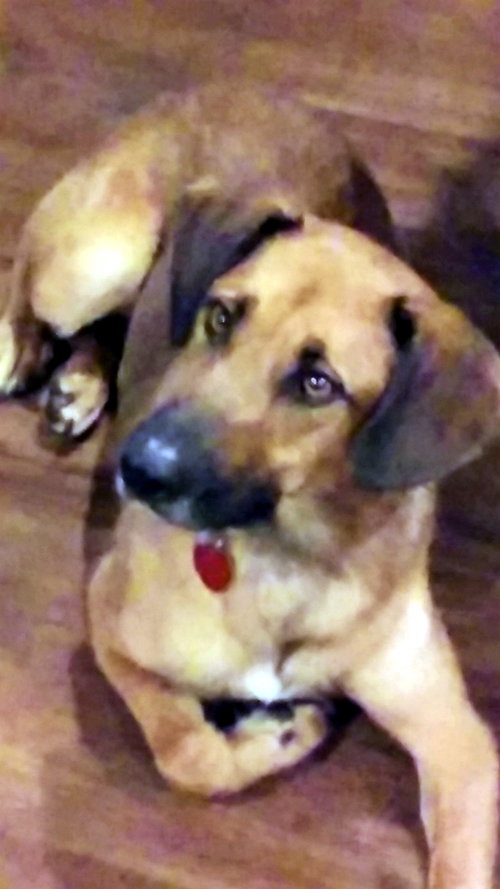Sparky